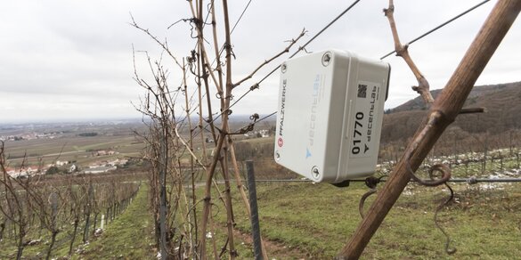 LoRaWAN Sensor im Weinberg | © Pfalzwerke LoRaWAN Sensor, Weinbau, Weinberg | © Pfalzwerke