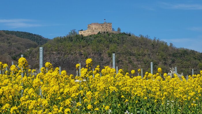 Blick hinauf zum Hambacher Schloss im Vordergrund Blumen | © Pfalzwerke / Muench