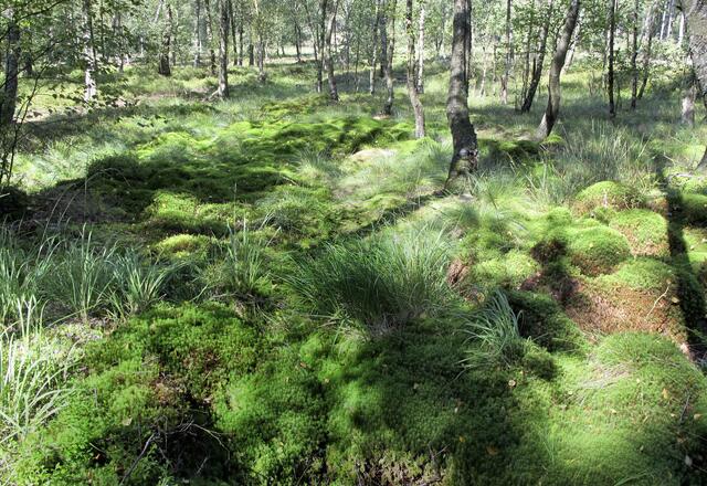 Moorschutz ist Klimaschutz