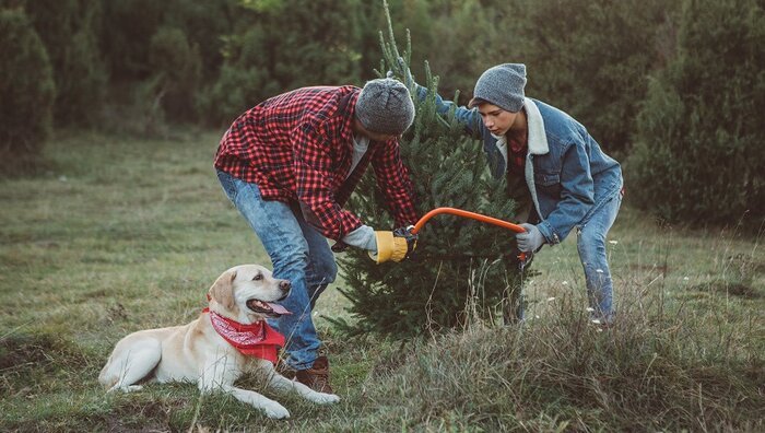 Weihnachtsbaum selber schlagen