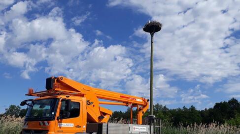 storchenberingung steiger mast