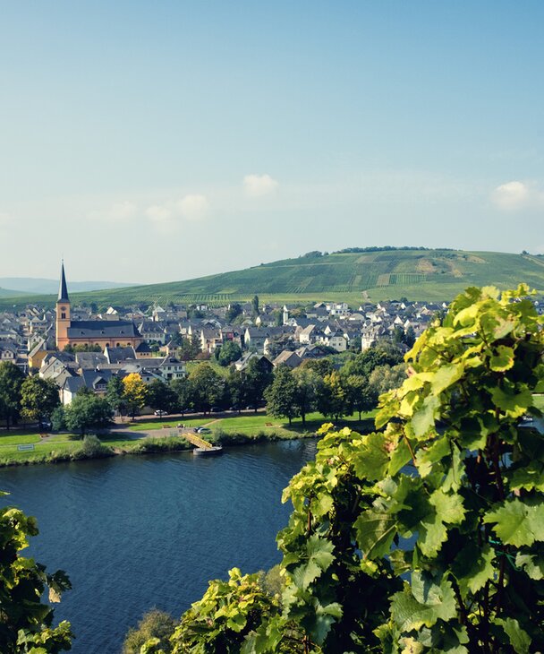 Landschaftsaufnahme Weinberge des Moseltales in Deutschland