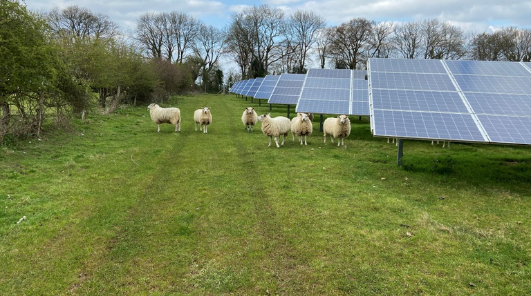 Schafe Freiflächenanlage PV | © Pfalzwerke