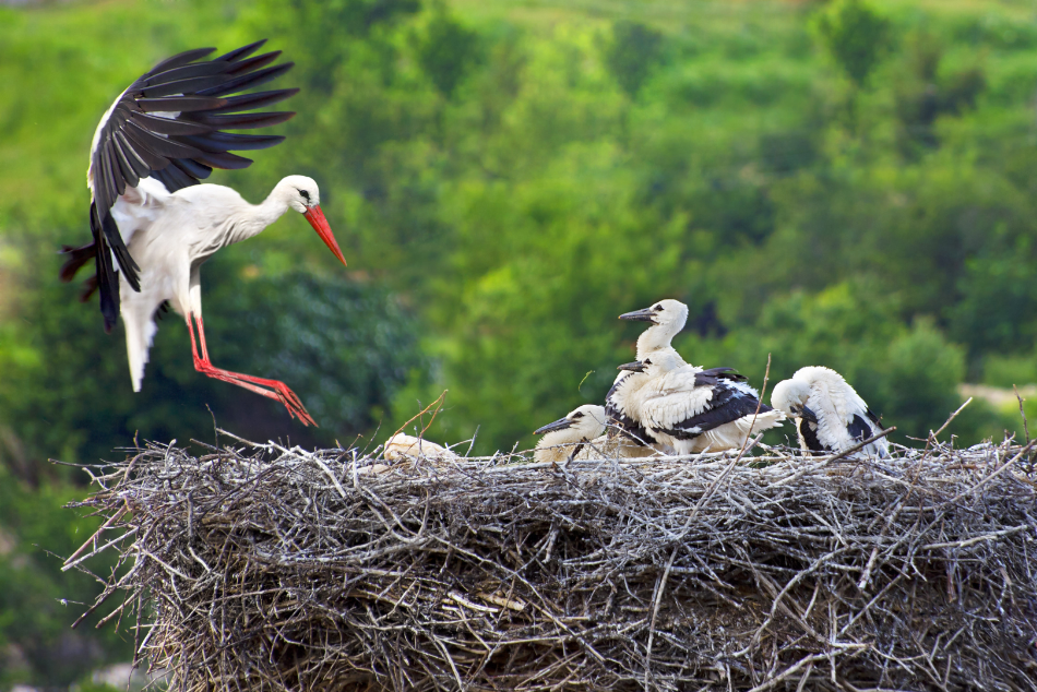 Storch mit Jungen im Nest