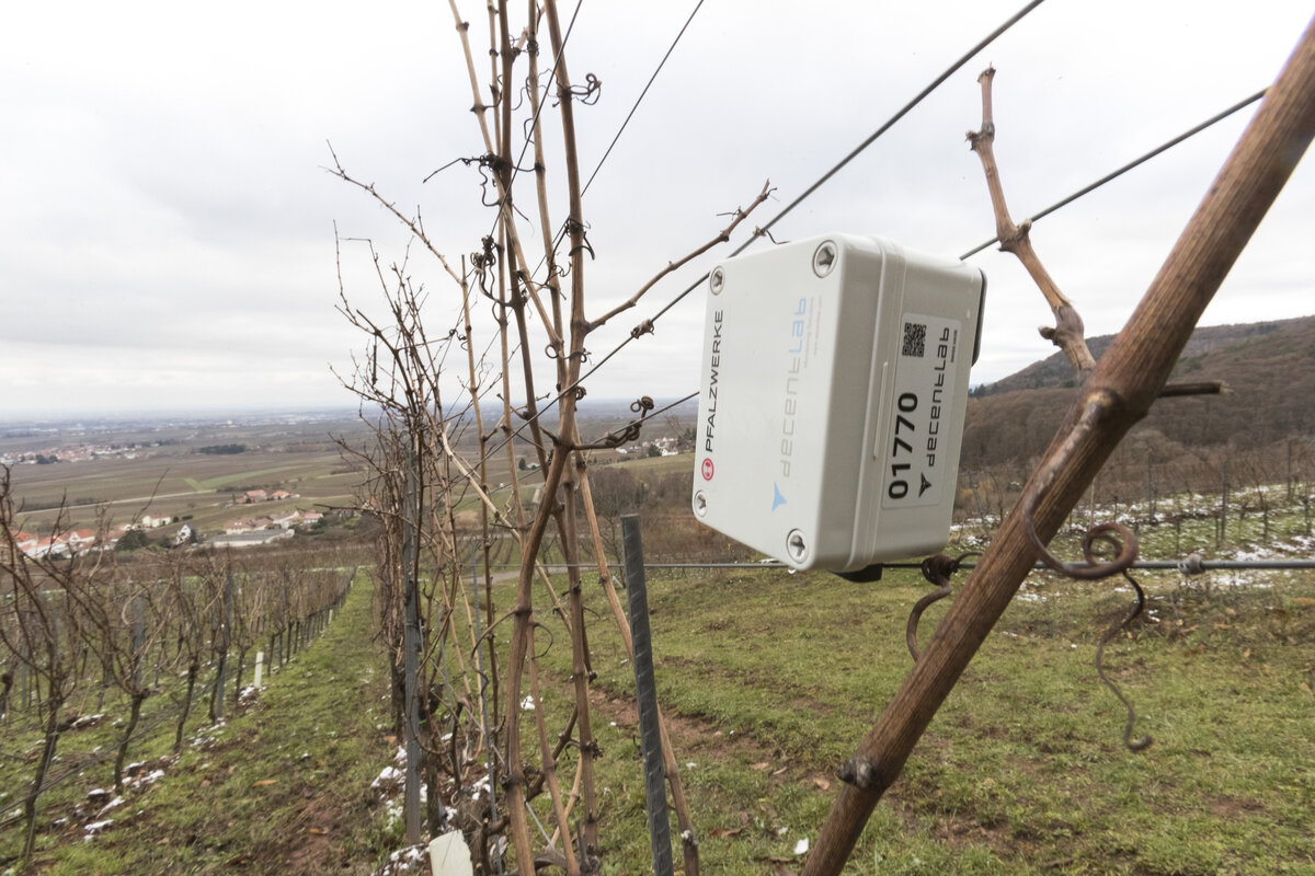 LoRaWAN Sensor, Weinbau, Weinberg | © Pfalzwerke