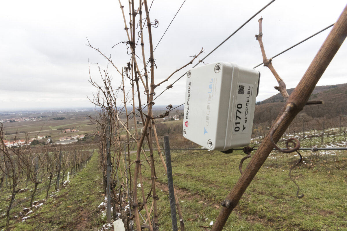 LoRaWAN Sensor im Weinberg | © Pfalzwerke LoRaWAN Sensor, Weinbau, Weinberg | © Pfalzwerke