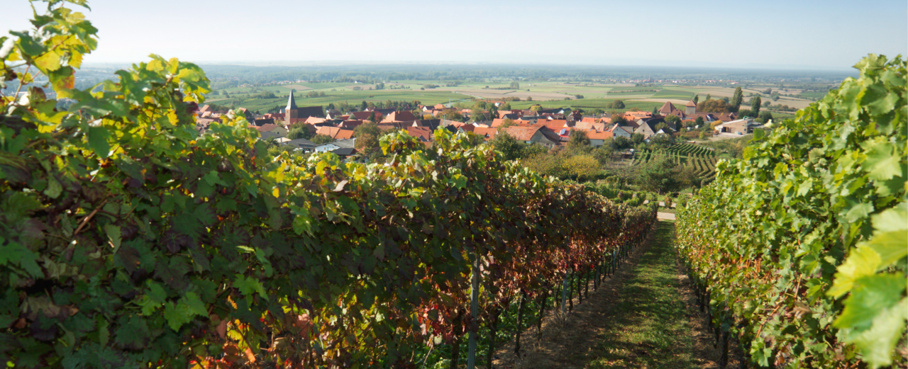 Blick durch die Weinberge in der Pfalz