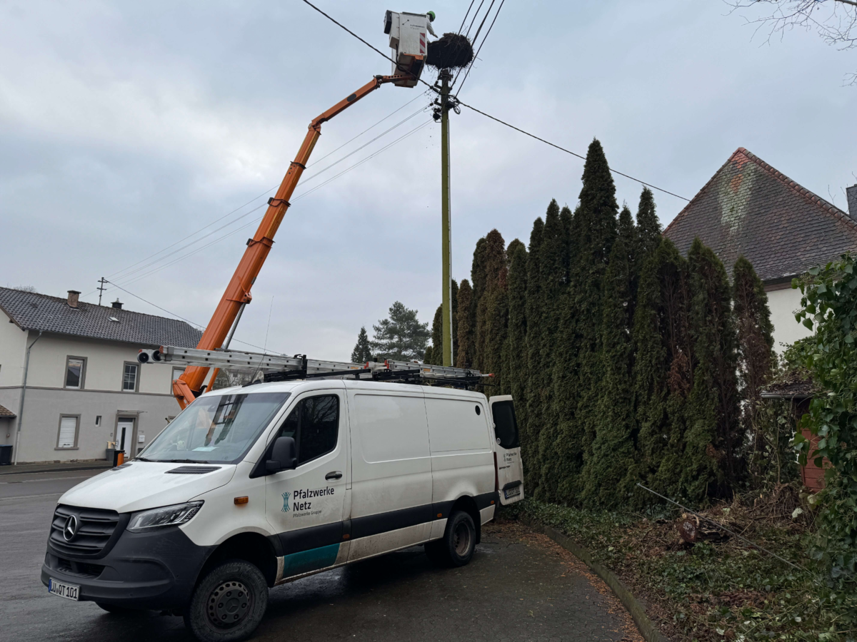 Abbau_Storchennest_Theisbergstegen | © Pfalzwerke Arbeiter_der_Pfalzwerke_Netz_AG_bauen_Storchennest_in_Theisbergstegen_ab | © Pfalzwerke