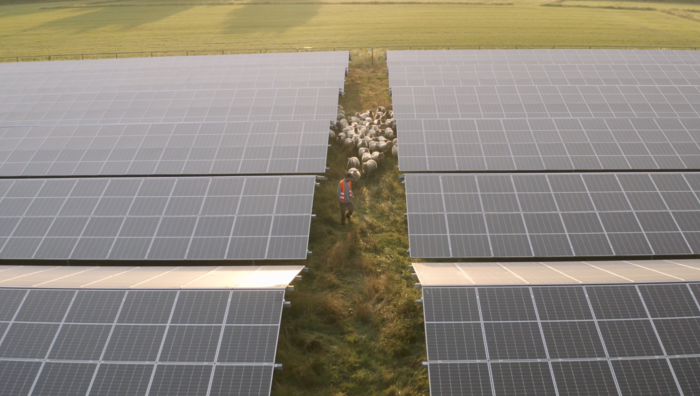 Schafe_und_Schaefer_neben_Solarpanelen Schafe_und_Schaefer_neben_Solarpanelen